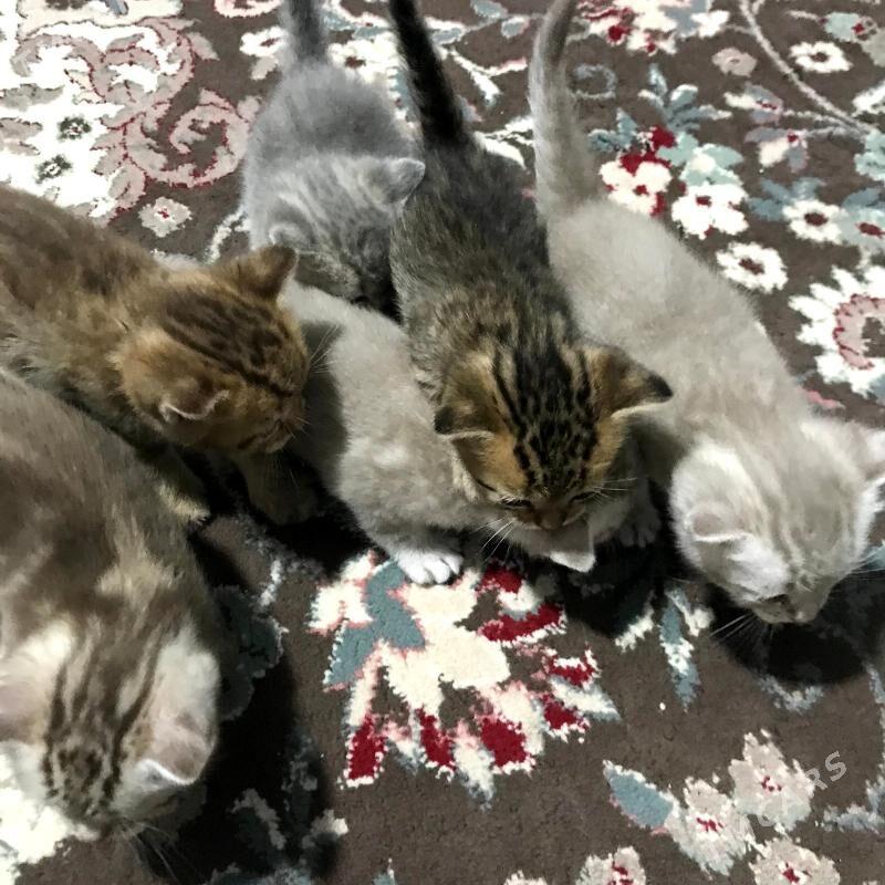 Pisik Satlandski - Türkmenbaşy - img 8