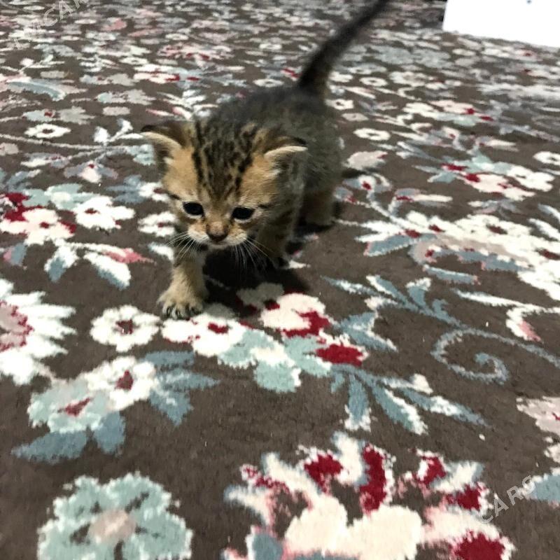 Pisik Satlandski - Türkmenbaşy - img 3