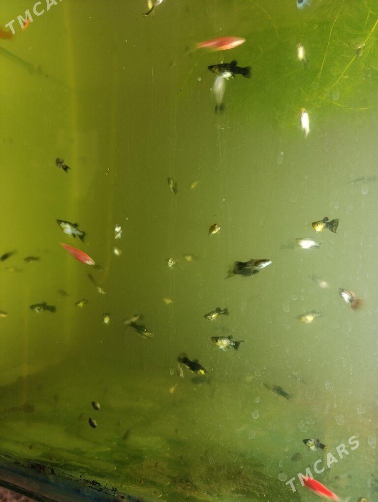 балык - Türkmenabat - img 2