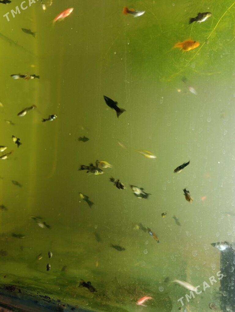 балык - Türkmenabat - img 1