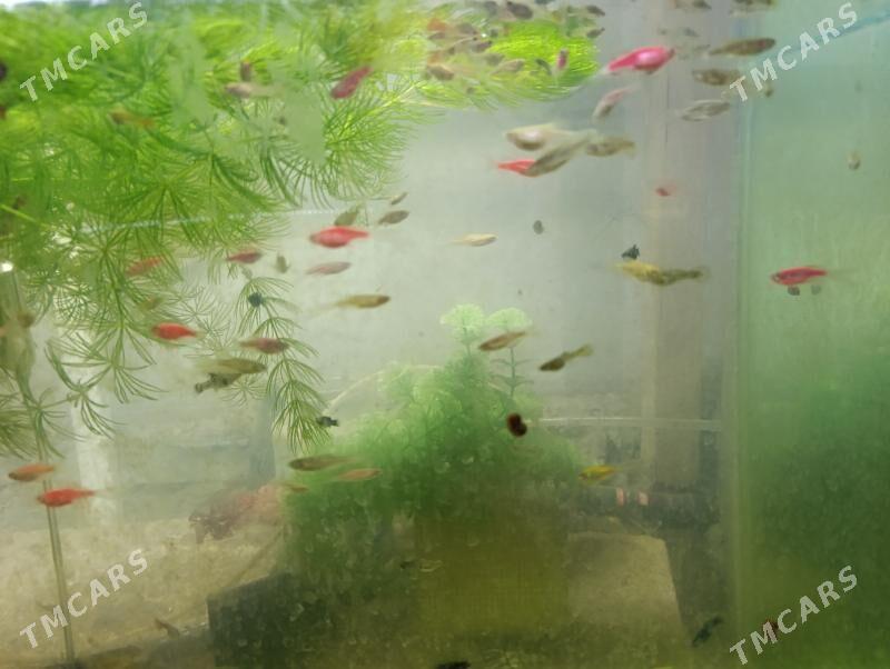 балык - Türkmenabat - img 3