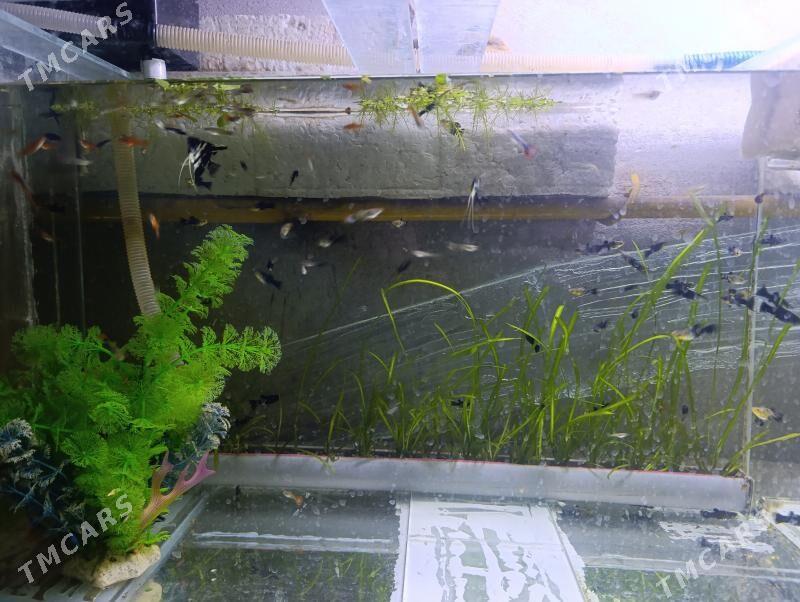 балык - Türkmenabat - img 6