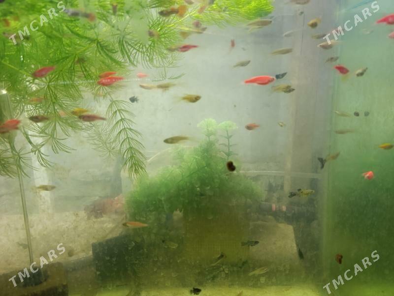 балык - Türkmenabat - img 4