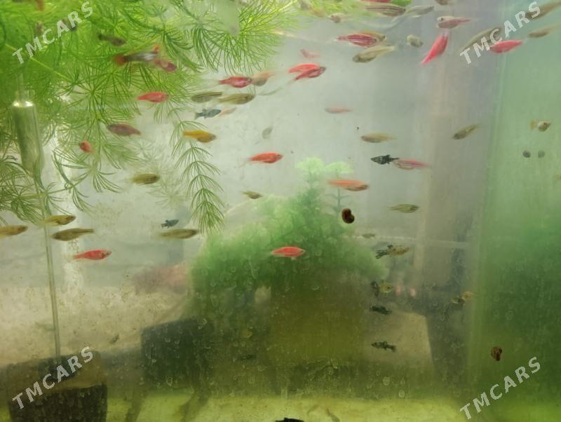 балык - Türkmenabat - img 5