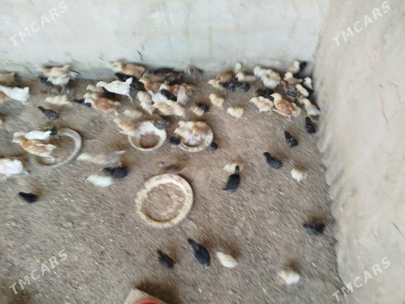 juje - Herrikgala - img 2