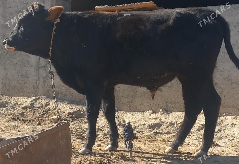 okuz - Анев - img 4