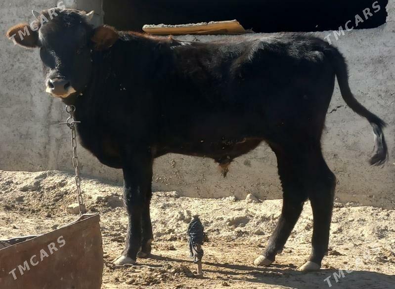 okuz - Анев - img 3