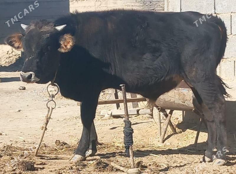 okuz - Анев - img 8