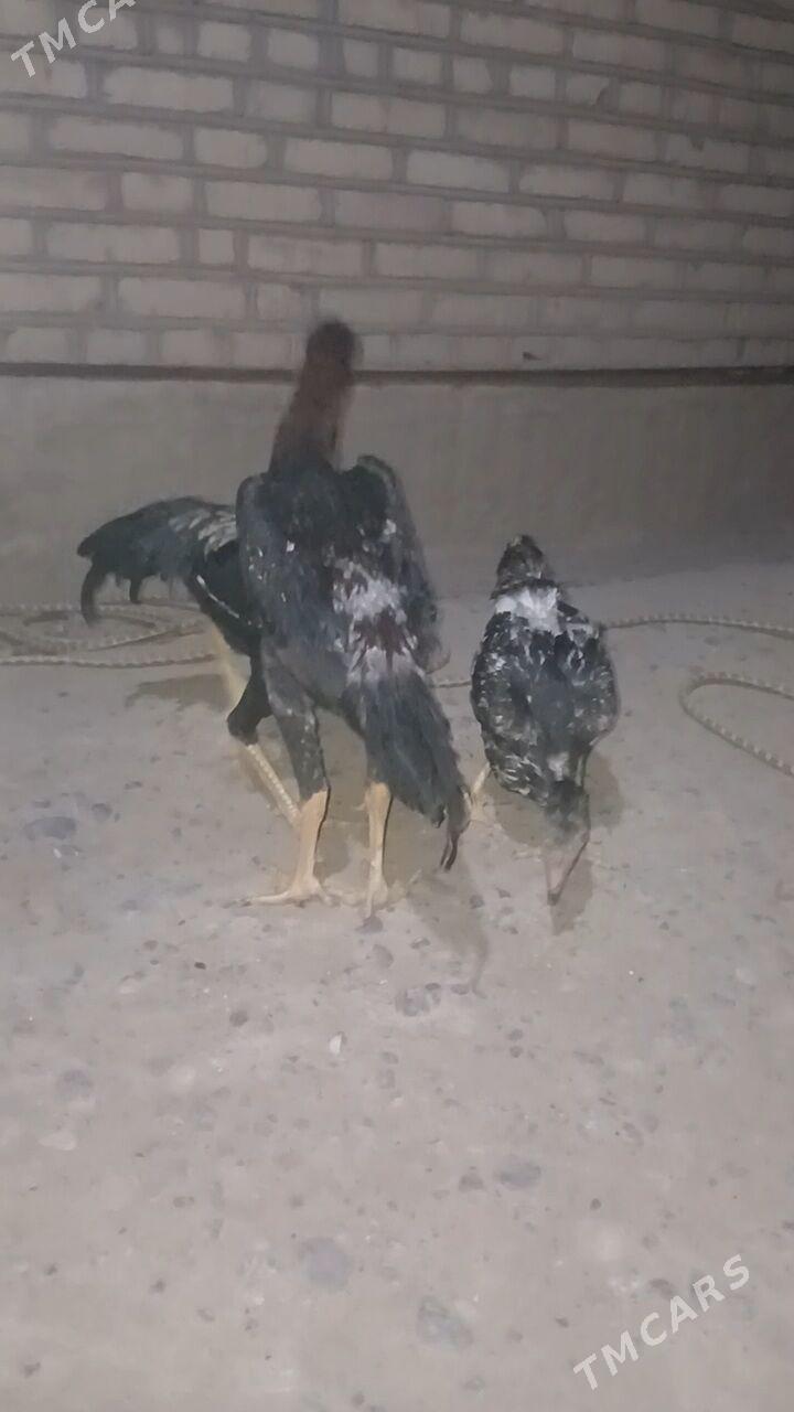 taskent horoz - Ýaşlyk - img 8