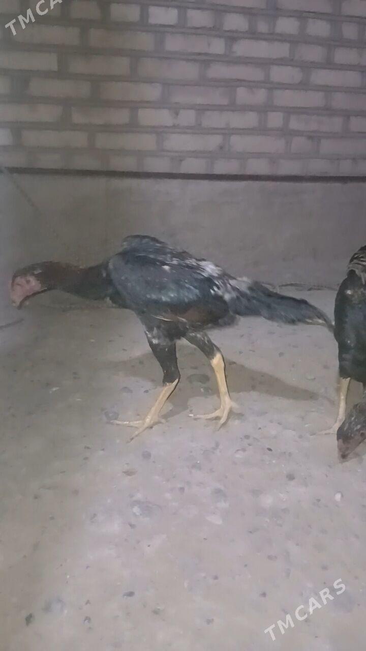 taskent horoz - Ýaşlyk - img 4