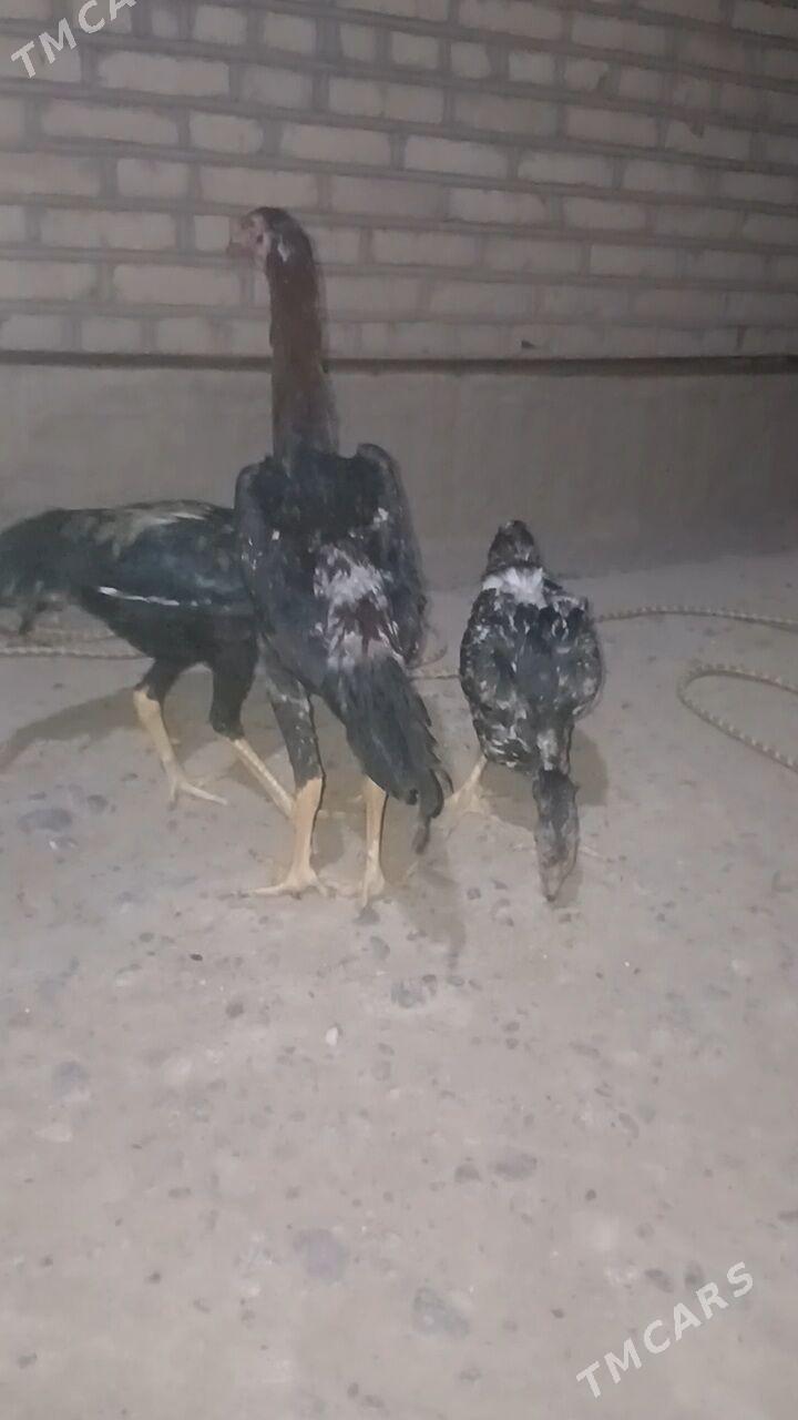 taskent horoz - Ýaşlyk - img 5