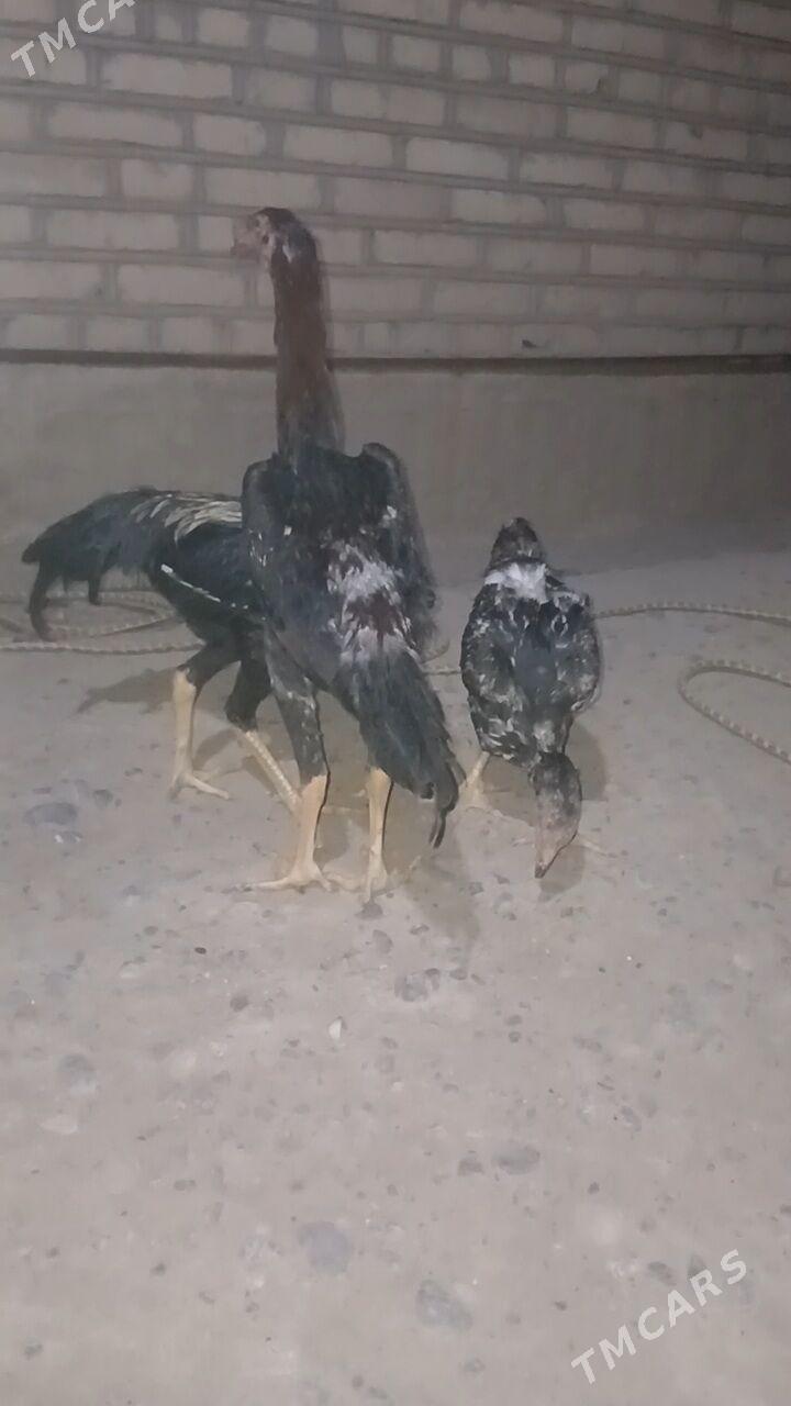 taskent horoz - Ýaşlyk - img 3