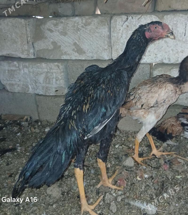 taskent horoz - Ýaşlyk - img 2