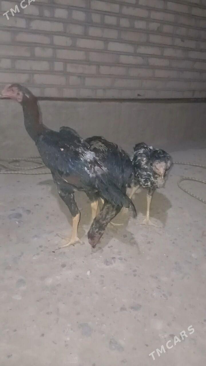 taskent horoz - Ýaşlyk - img 7