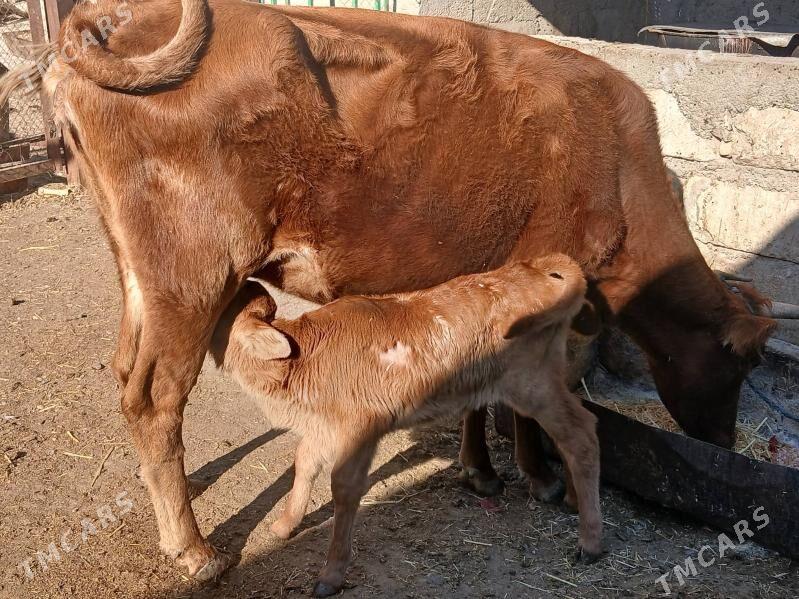 goleli sygyr - Gyzylarbat - img 2