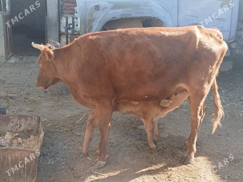 goleli sygyr - Gyzylarbat - img 3