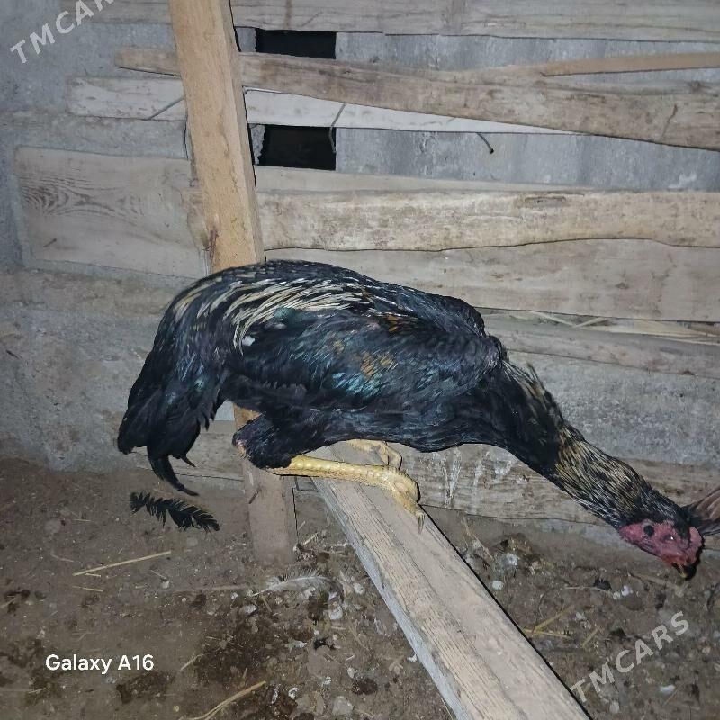 taskent horoz - Ýaşlyk - img 9