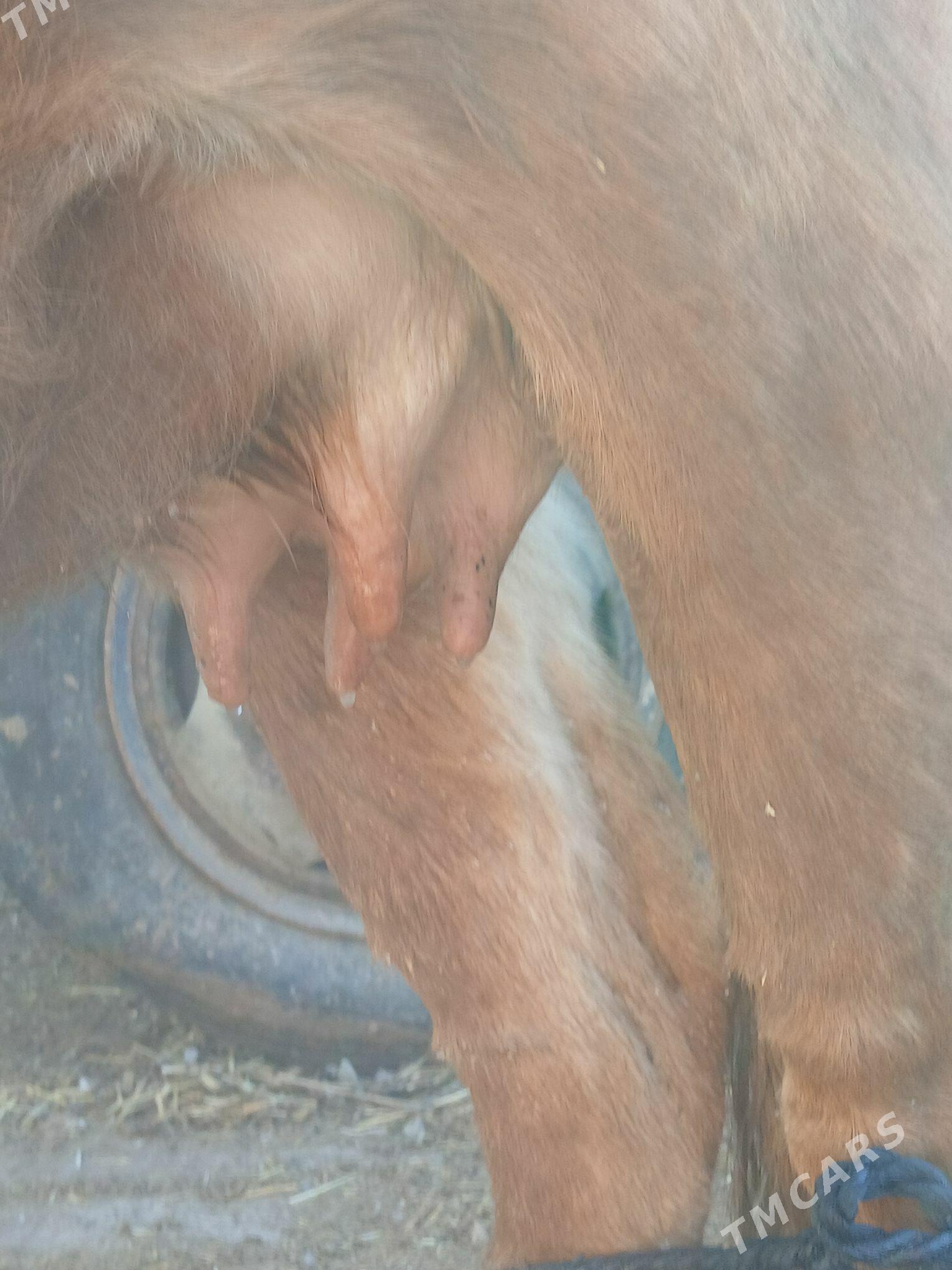 goleli sygyr - Gyzylarbat - img 4