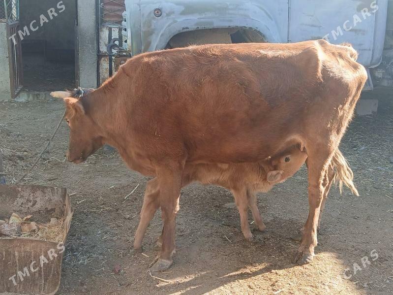 goleli sygyr - Gyzylarbat - img 5