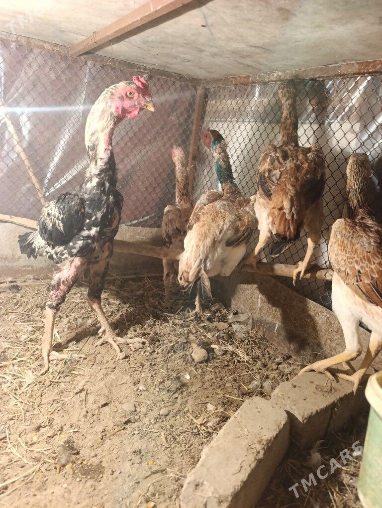 tasgent taskent horaz samo - Ашхабад - img 4