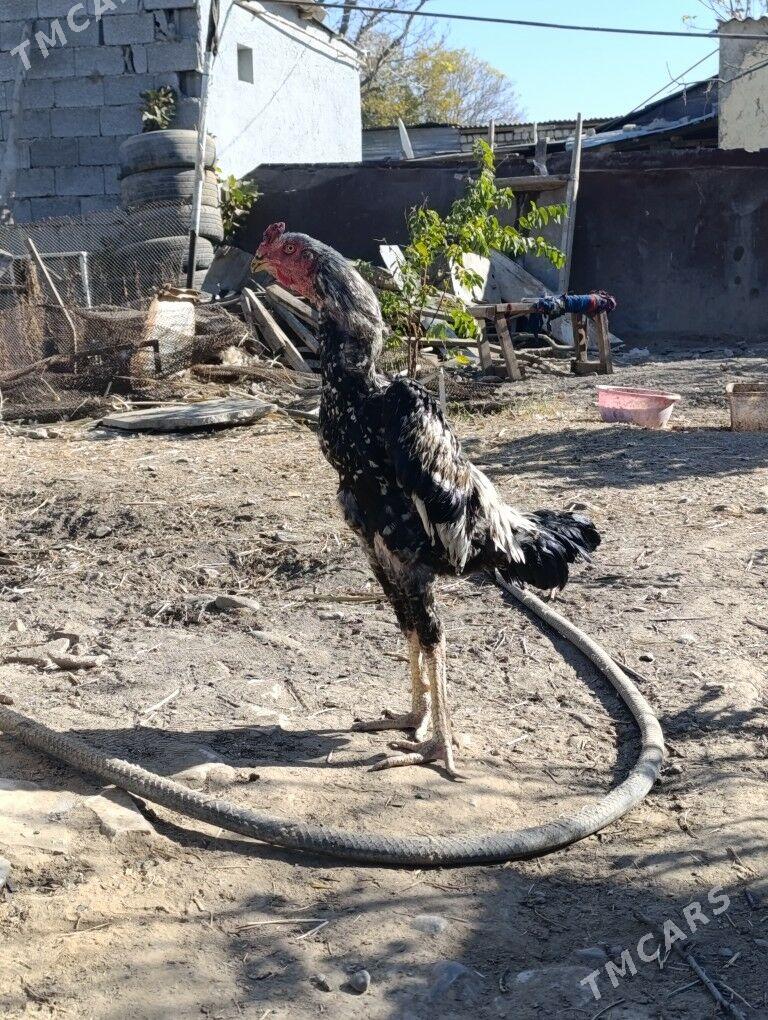 tasgent taskent horaz samo - Ашхабад - img 2