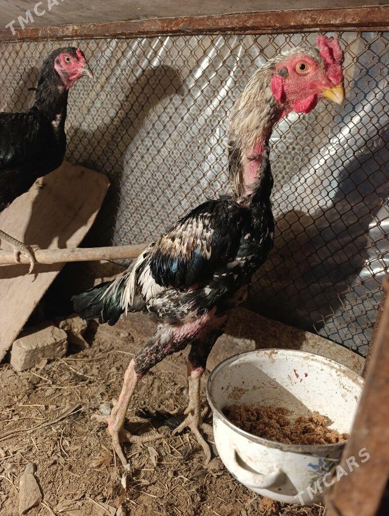 tasgent taskent horaz samo - Ашхабад - img 3