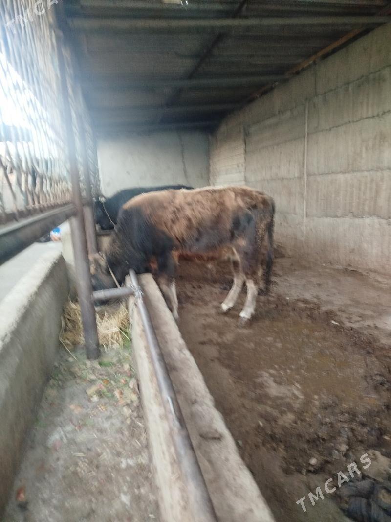 okuz  1.5 yasap gecen - Гёкдже - img 3