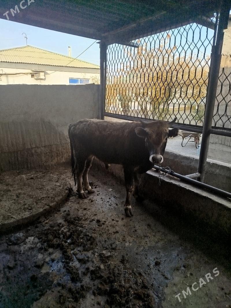 okuz  1.5 yasap gecen - Гёкдже - img 5