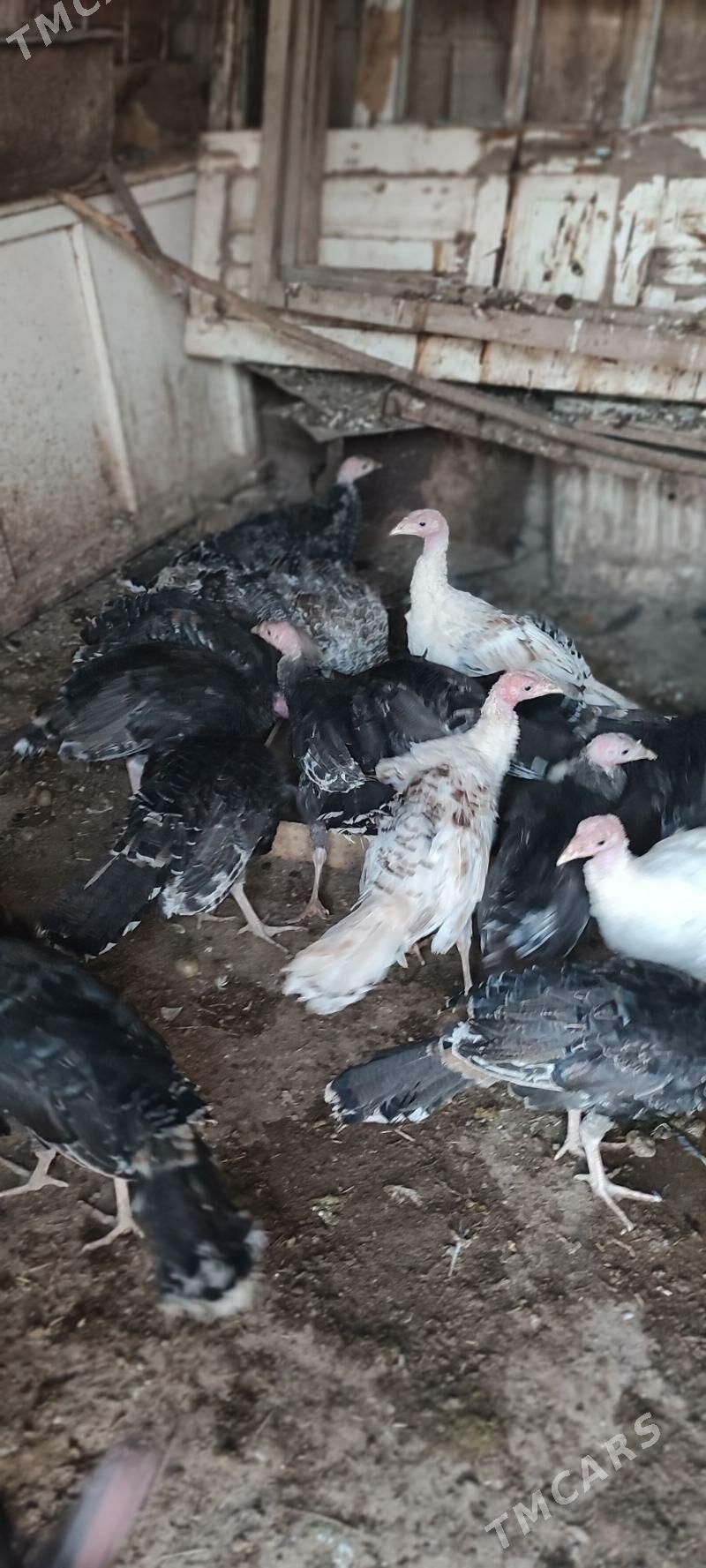 induk - Серахс - img 2