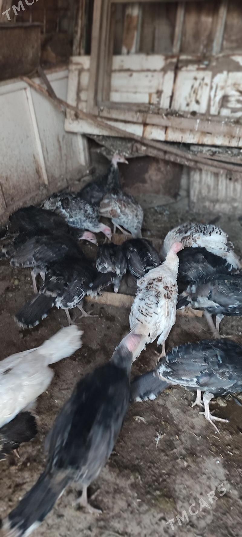 induk - Серахс - img 3