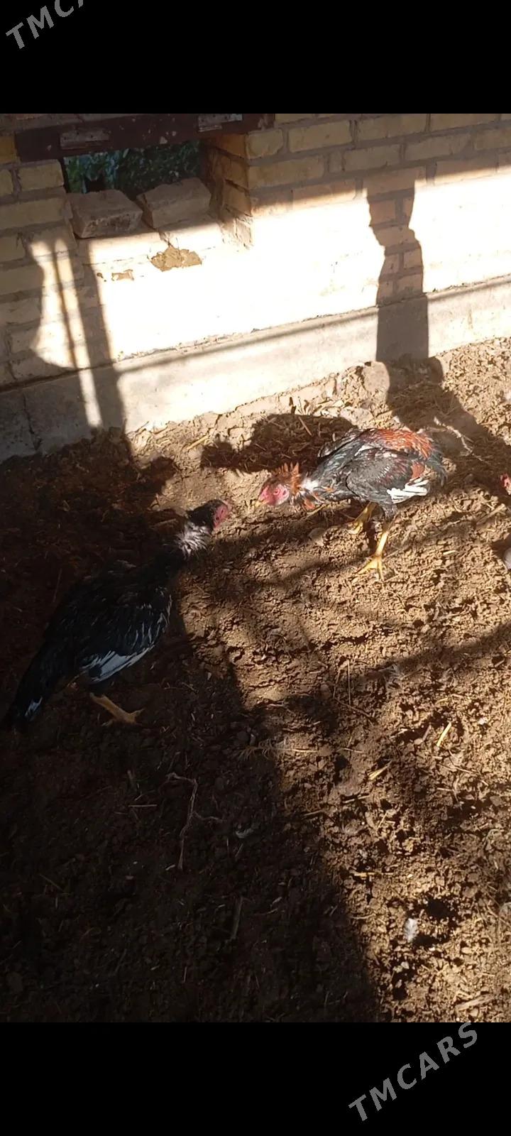 байсов хороз - Çärjew - img 2