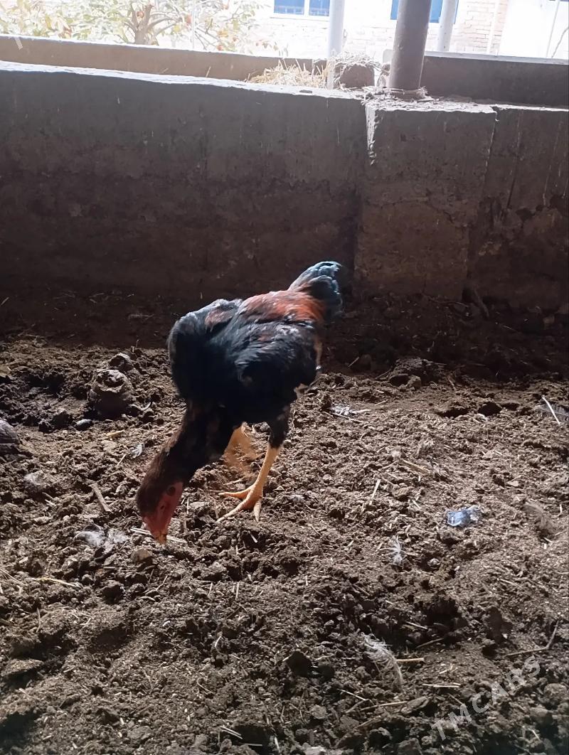 байсов хороз - Çärjew - img 1