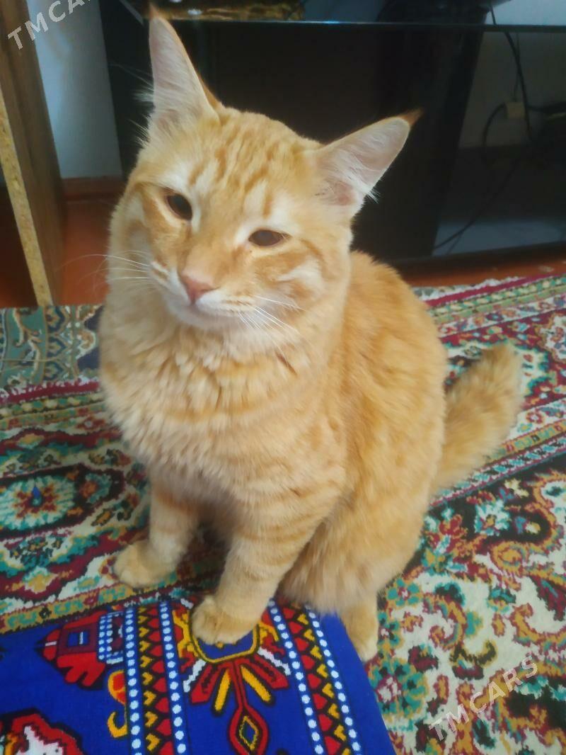 Markiz sary - Daşoguz - img 3