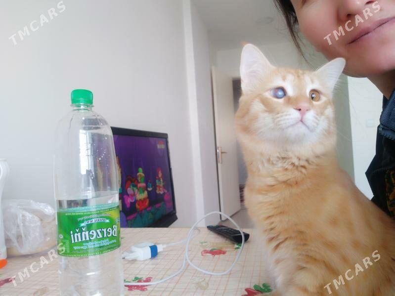 Markiz sary - Daşoguz - img 2