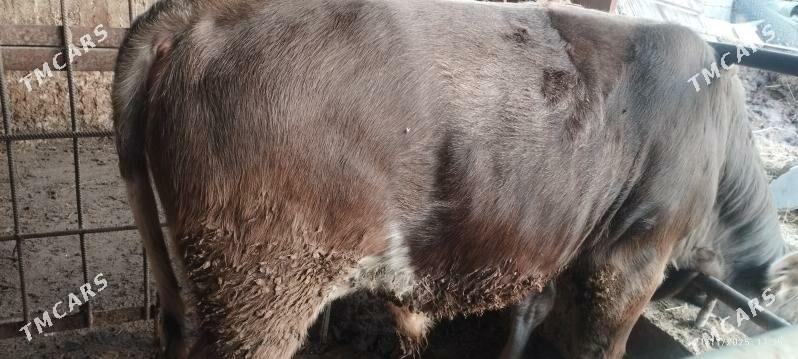 okuz - Гёкдепе - img 3