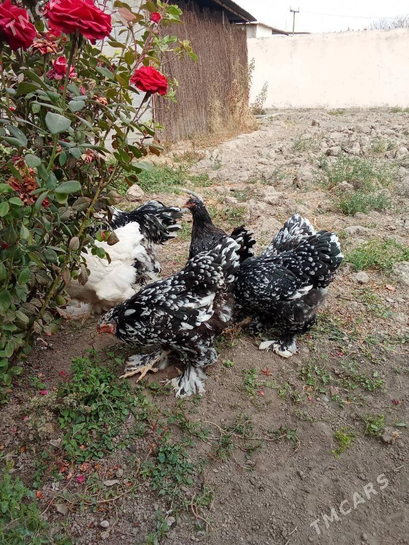 brama mramr - Bagyr - img 2