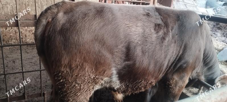 okuz - Гёкдепе - img 2