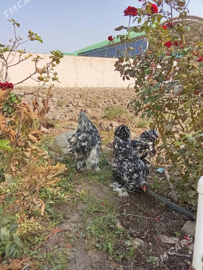 brama mramr - Bagyr - img 7