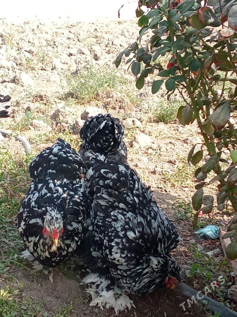 brama mramr - Bagyr - img 5