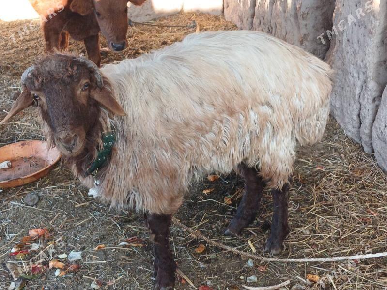 goc - Daşoguz - img 2