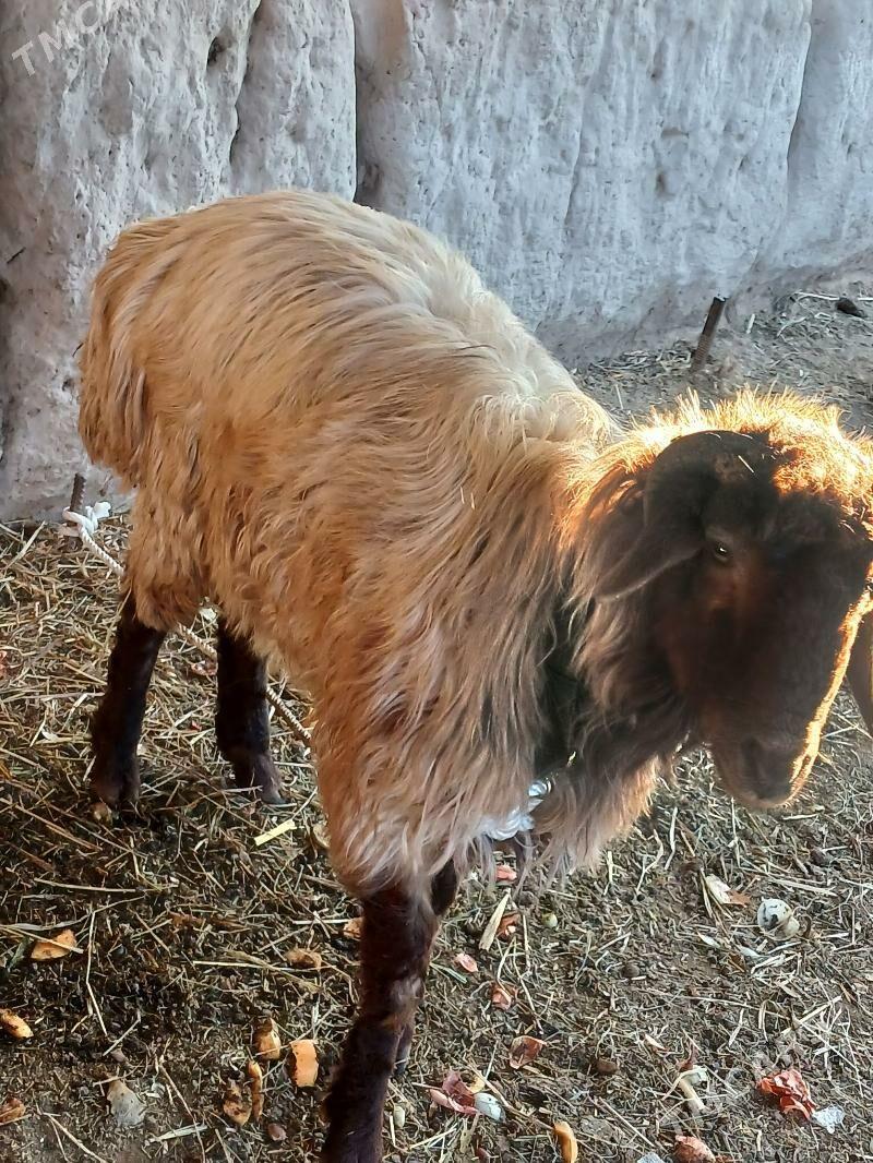 goc - Daşoguz - img 3