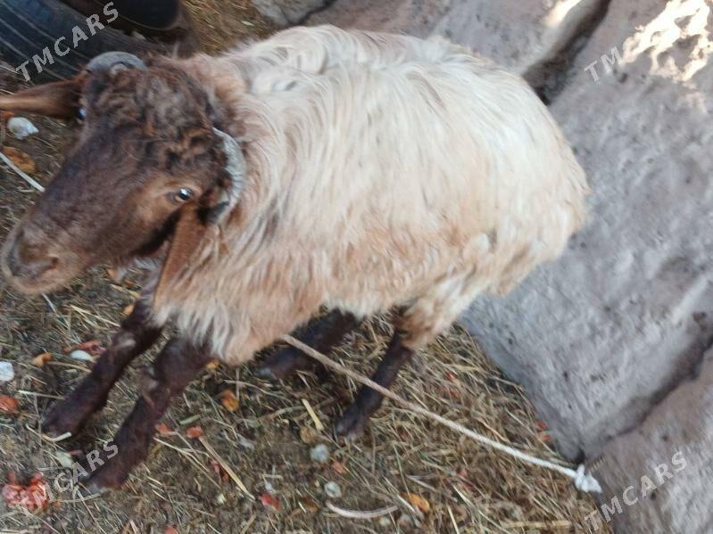 goc - Daşoguz - img 4