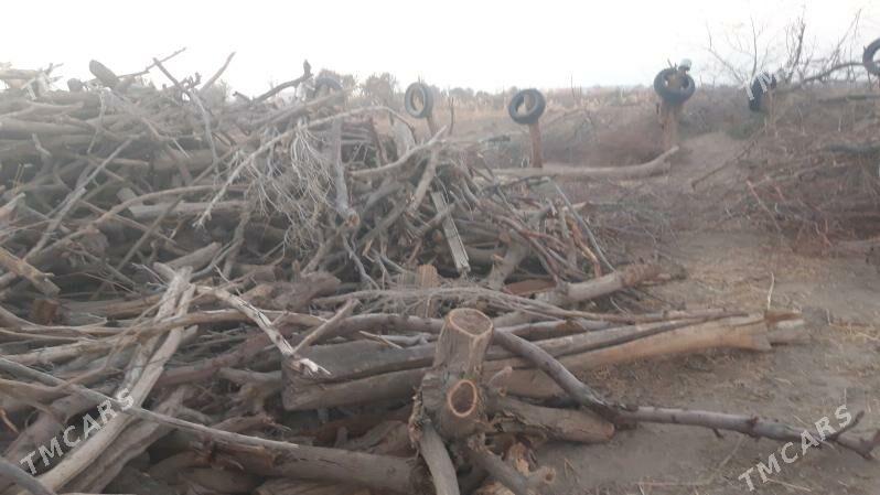 маклюра одун - Hojambaz - img 4