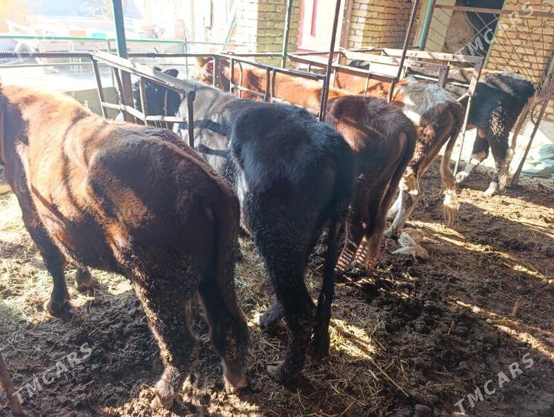 6 sany okuz - Türkmenabat - img 4