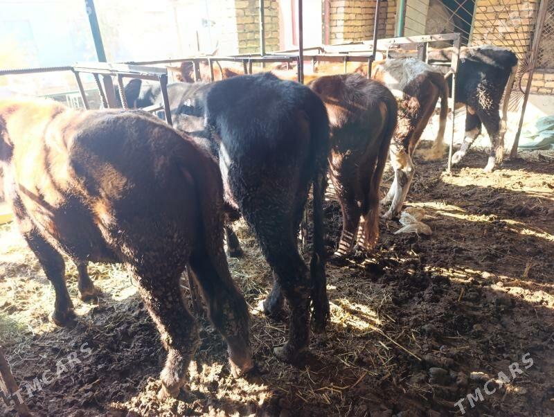 6 sany okuz - Türkmenabat - img 3