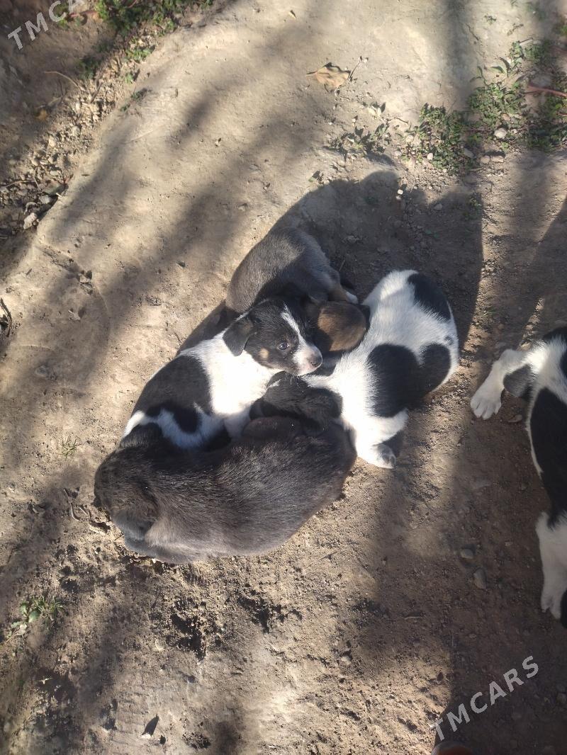 kicijik gujukler - Бузмеин - img 2