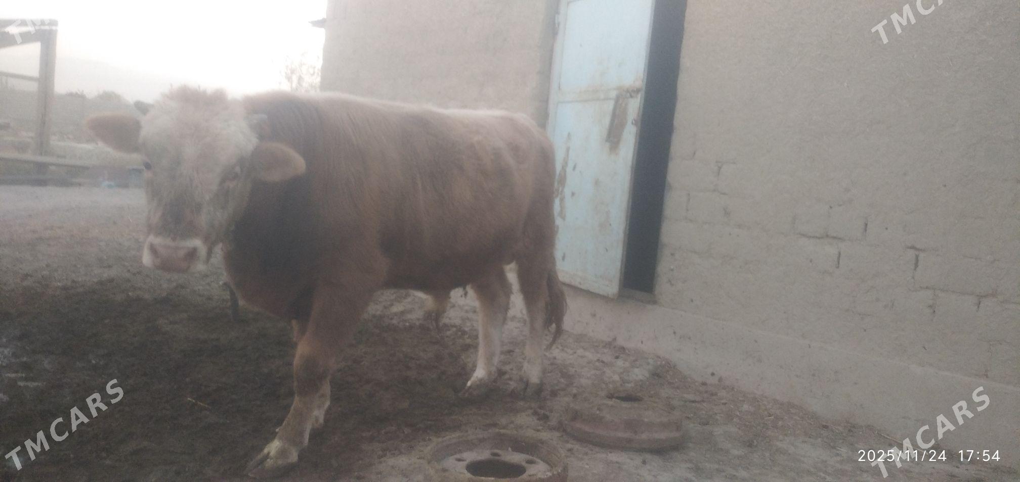 Öküz - Бахарден - img 1