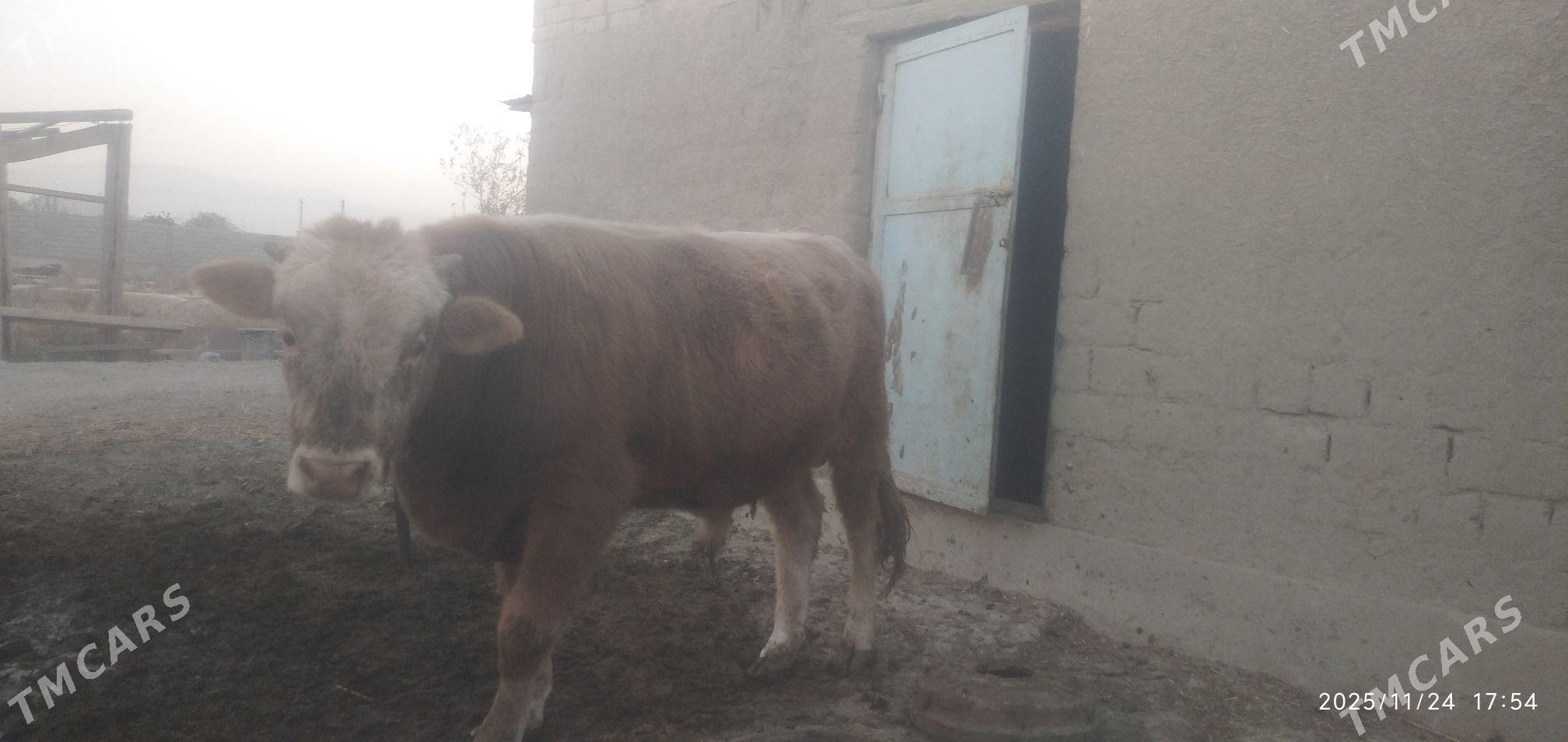 Öküz - Бахарден - img 2