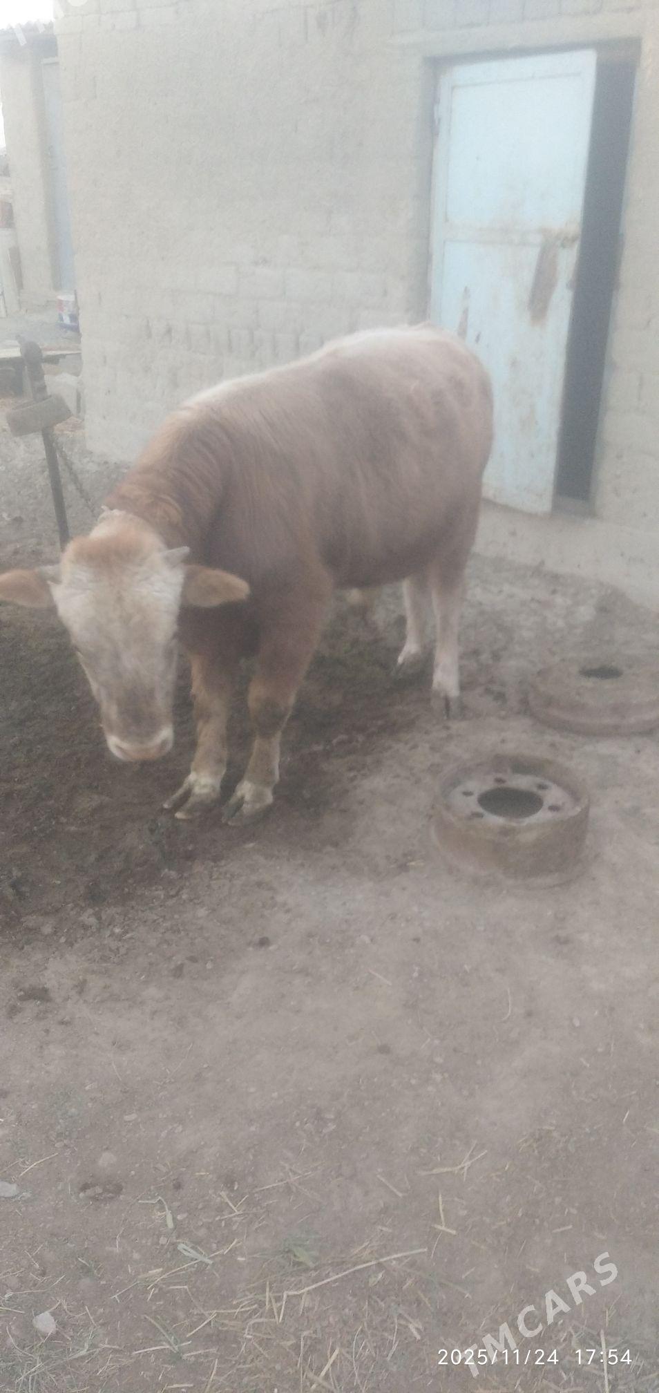 Öküz - Бахарден - img 4