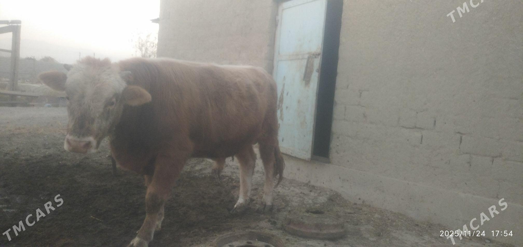 Öküz - Бахарден - img 5